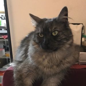 Meet your Posher, Miss K